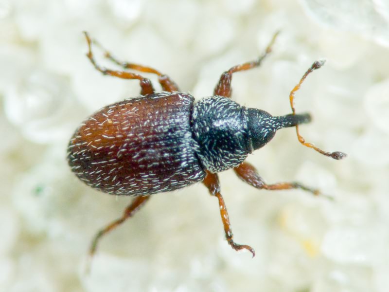 Mecinus plantaginis (Eppelsheimer, 1875)